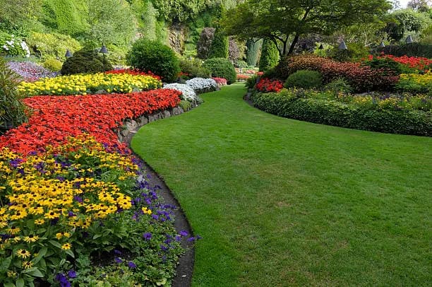 Beautiful garden flowers